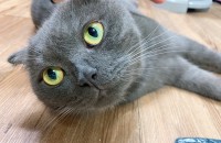 스코티쉬폴드 5세 남아(중성화완료) 분양합니다.