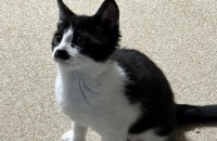 턱시도 남아 코숏 무료분양합니다