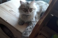 2살 3살 남아 분양합니다 (페르시안)/질병있음/중성화NO