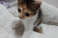 3개월 여아 삼색고양이(불광동)