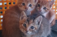 아기고양이3마리무료분양합니다.