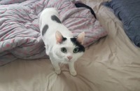 고양이 무료분양합니다