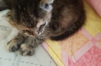 고양이 무료분양