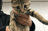 귀여운 아가고양이 집사가 되주세요