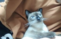 샴고양이(암) 무료분양합니다.