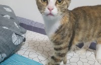 전북 익산전주지역 한국고양이의 가족을 찾습니다.