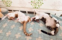 건강하고 애교 많은 형제(중성화o)고양이 키키, 미미입니다.