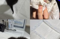 [의정부] 새끼 고양이 무료분양 합니다.