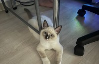 랙돌 형제묘 5개월 남아 두마리 분양합니다