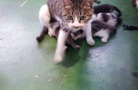 코숏분양합니당