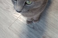 러쉬안블루  1년 남아