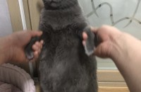 (경기수원)러시안블루 3마리 가족 분양합니다