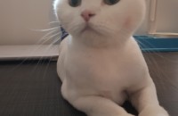 브리티시 숏헤어 3살 남아 분양해요