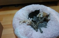 지역:의정부, 두달되는 고양이 아가들 무료분양합니다.