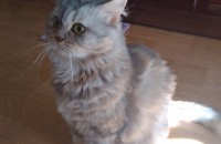 페르시안 친칠라 여아 분양합니다 일산