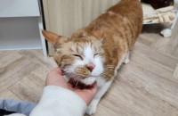 대구) 치즈냥이 분양해요