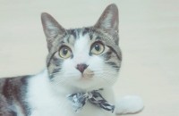 (대전) 고양이 분양합니다