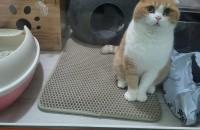 고양이 폴드 무료분양