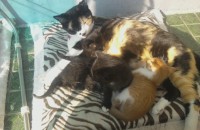 집 새끼고양이 무료분양합니다.