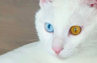 오드아이 분양합니다