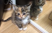아기고양이 무료분양합니다