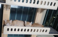 새끼고양이와 함께할가족찾습니다.