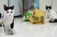 지난 여름 폭염에 구조한 길냥이 4형제