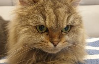 셋째 페르시안 암컷 분양합니다ㅠ