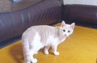 [인천]고양이 분양합니다.