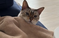 스노우뱅갈 7살아이 분양합니다