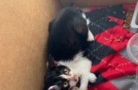 길고양이 무료분양합니다 (부산)