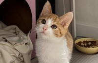 4개월 아깽이! 미모뿜뿜 절 데려갈 "기쁨"  가득할 예비집사님 어딨냐옹 무료분양♥ 긴글주의:)