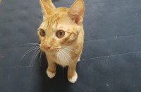 인천 고양이 분양합니다.