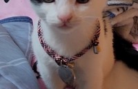 이름은 짜장이 입니다