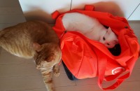 오누이 고양이 분양합니다