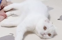 스코티쉬폴드 수컷 6세 무료분양합니다