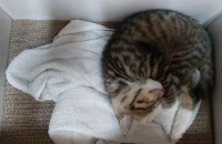 2개월 애기 고양이 무료 분양합니다