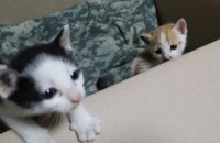 경기 이천/새끼고양이 2마리 무료분양합니다~^^