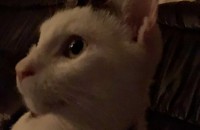 서울 구로구 고양이 분양합니다