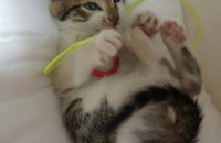 뱅갈믹스 2개월 남아 2마리