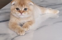 폴드 3개월 아기묘 분양보냅니다