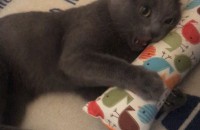 고양이 무료분양합니다