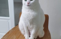 고양이 분양합니다