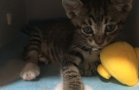 코숏 수컷 아기고양이 무료분양합니다!