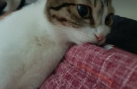 1살 코숏 여아 분양합니다.