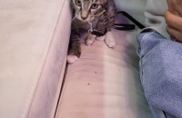 새끼 고양이   무료 분양