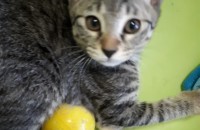 무료분양 !!  소중한 가족을 찾아요~ 인천♡