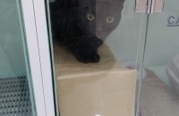 검은 코숏 분양합니다