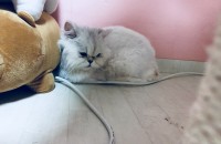 인천 페르시안 고양이 무료분양합니다 용품 전부 드려요