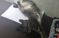 [부산] 코리안숏헤어, 3개월, 여아